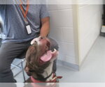 Small American Pit Bull Terrier