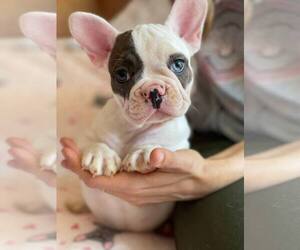 French Bulldog Puppy for sale in BROOKLYN, NY, USA