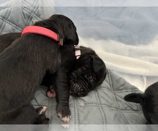 Medium Photo #13 Great Dane Puppy For Sale in TEMECULA, CA, USA