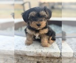 Small #4 Yorkshire Terrier