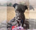 Small #7 Labrador Retriever Mix
