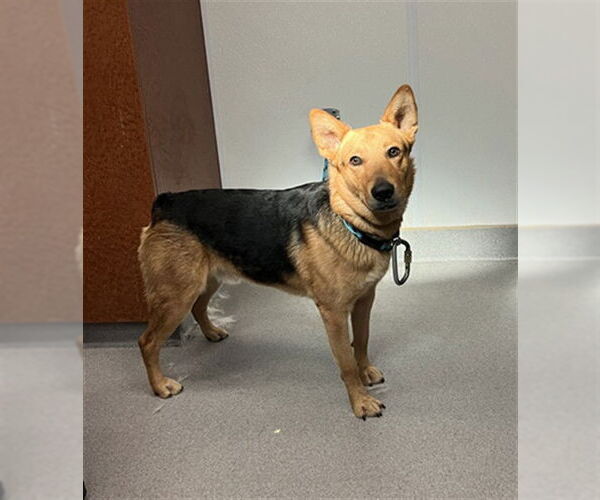 Medium Photo #1 Australian Shepherd-German Shepherd Dog Mix Puppy For Sale in Rancho Cucamonga, CA, USA