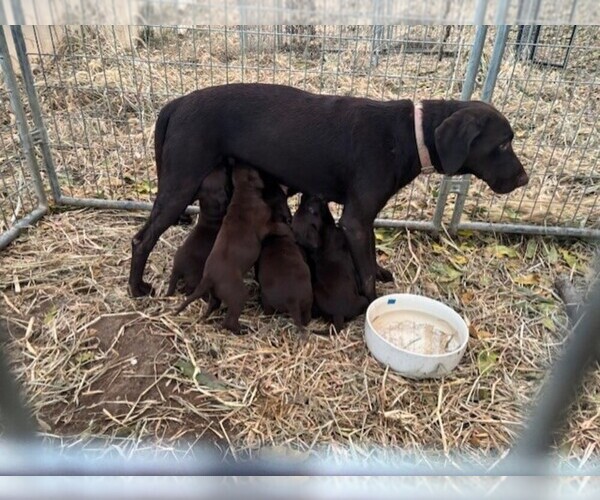 Medium Photo #1 Labrador Retriever Puppy For Sale in OMAHA, NE, USA