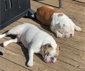 Father of the Bulldog puppies born on 04/15/2023