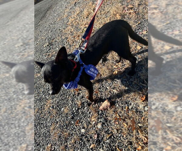 Medium Photo #3 Chiweenie Puppy For Sale in Stanhope, NJ, USA