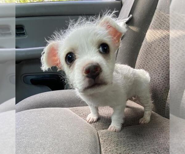 Medium Photo #1 Cairn Terrier-Unknown Mix Puppy For Sale in San Antonio, TX, USA