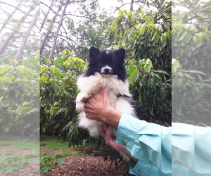 Pomeranian Puppy for sale in WEST PALM BEACH, FL, USA