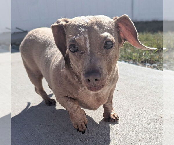Medium Photo #5 Dachshund Puppy For Sale in Shelbyville, TN, USA