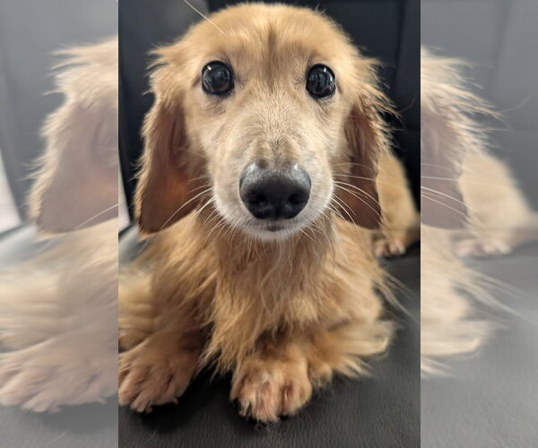 Medium Photo #10 Dachshund Puppy For Sale in Shelbyville, TN, USA