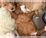 Small #5 Goldendoodle (Miniature)