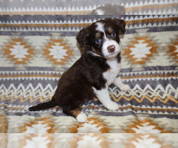 Medium Photo #9 Miniature Australian Shepherd Puppy For Sale in ADAIR VILLAGE, OR, USA