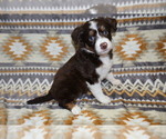 Small Photo #9 Miniature Australian Shepherd Puppy For Sale in ADAIR VILLAGE, OR, USA