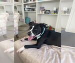 Small #1 Labrador Retriever Mix