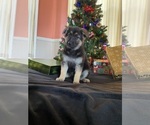 Small Photo #6 German Shepherd Dog Puppy For Sale in RISING SUN, IN, USA