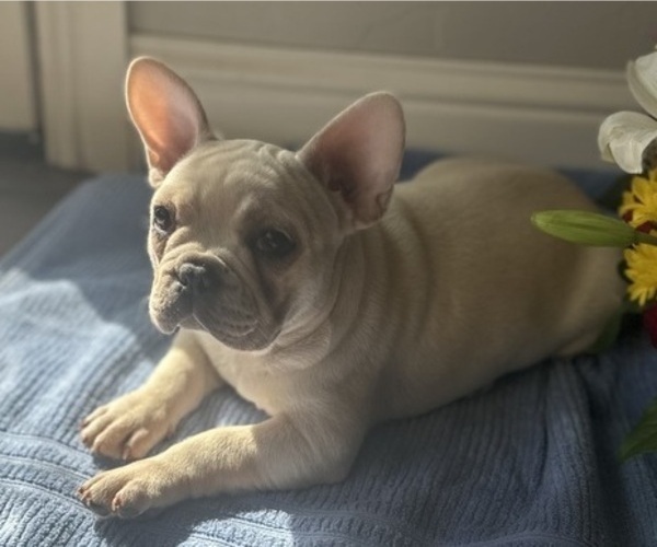 Medium Photo #1 French Bulldog Puppy For Sale in EDMOND, OK, USA