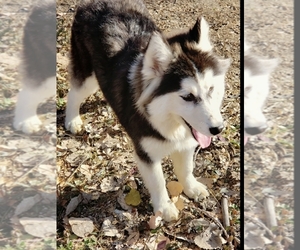 Puppyfinder Com Siberian Husky Puppies Puppies For Sale Near Me In Missouri Usa Page 1 Displays 10