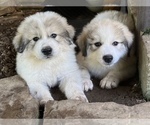 Small #22 Great Pyrenees