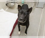 Small #5 American Pit Bull Terrier