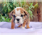 Small Photo #11 English Bulldog Puppy For Sale in LAS VEGAS, NV, USA