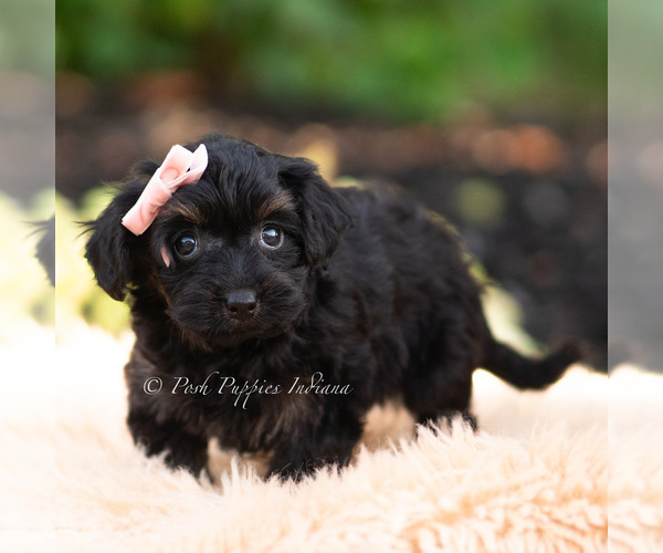 Medium Photo #4 Yorkipoo Puppy For Sale in WARSAW, IN, USA