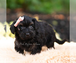 Small #3 Yorkipoo