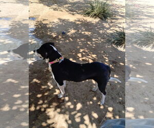 Mailo - Male Beagle-Unknown Mix Dog for Adoption - Photo #3