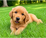 Small #6 Golden Retriever