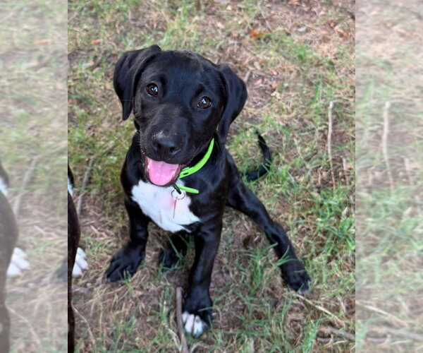 Medium Photo #3 Labrador Retriever-Unknown Mix Puppy For Sale in Claremore, OK, USA