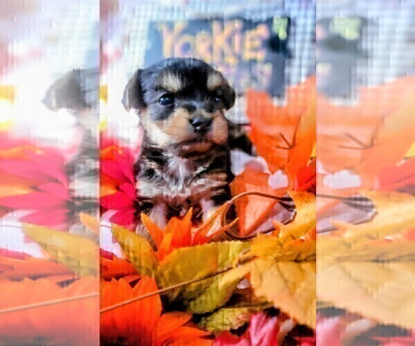 Medium Photo #72 Yorkshire Terrier Puppy For Sale in AKRON, OH, USA