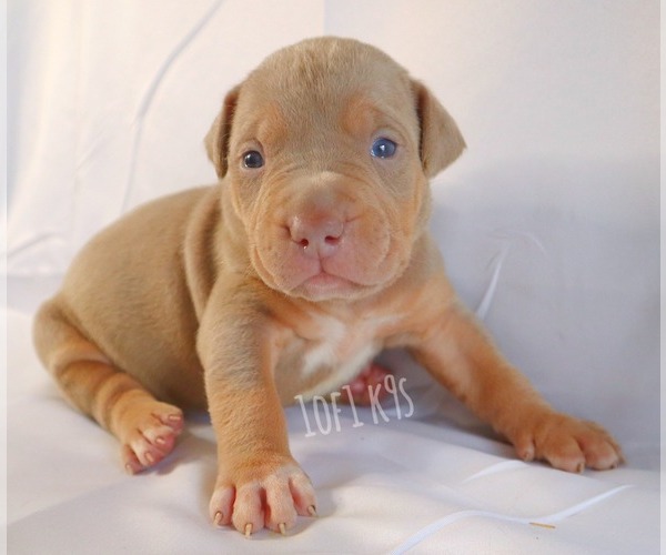 Medium Photo #18 American Bully Puppy For Sale in PALMDALE, CA, USA