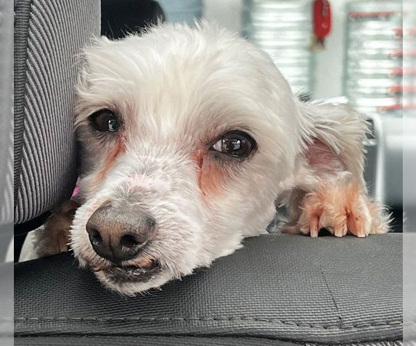 Medium Photo #4 Maltipoo (Miniature) Puppy For Sale in Bellingham, WA, USA