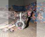 Small #3 American Pit Bull Terrier Mix