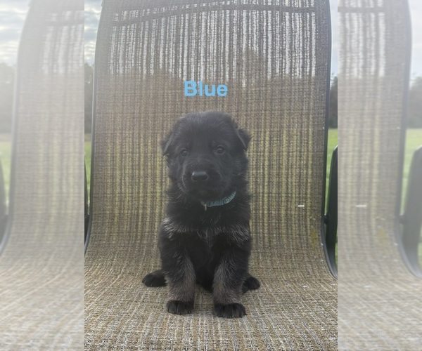 Medium Photo #2 German Shepherd Dog Puppy For Sale in SUMPTER TWP, MI, USA