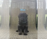 Puppy Blue Collar 915 German Shepherd Dog