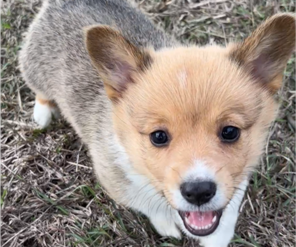 Medium Photo #8 Pembroke Welsh Corgi Puppy For Sale in MIDLOTHIAN, TX, USA