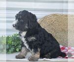 Small #2 Bernedoodle (Miniature)