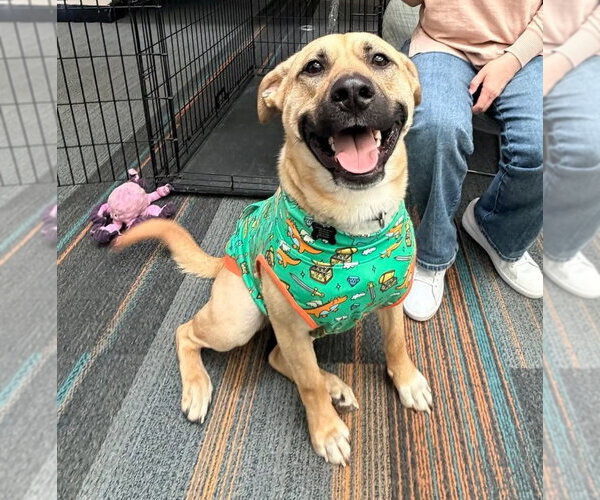 Medium Photo #2 Black Mouth Cur-Unknown Mix Puppy For Sale in Rockaway, NJ, USA