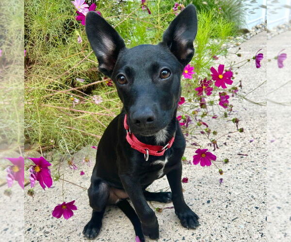 Medium Photo #12 Mutt Puppy For Sale in Canton, CT, USA