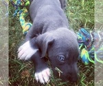Small Photo #10 Great Dane Puppy For Sale in KERSHAW, SC, USA