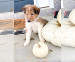 Small Photo #1 Collie Puppy For Sale in FREDERICK, MD, USA