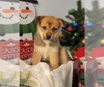 Small Photo #3 Pomsky Puppy For Sale in MILTON, VT, USA