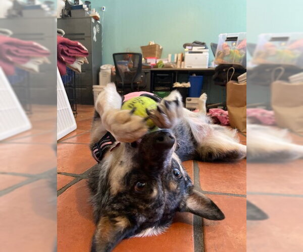 Medium Photo #4 Mutt Puppy For Sale in San Diego, CA, USA