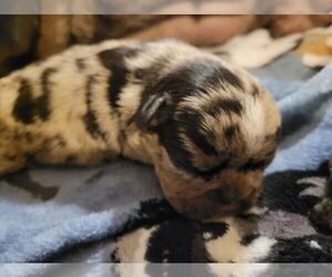 French Bulldog Puppy for Sale in SAINT MATTHEWS, South Carolina USA