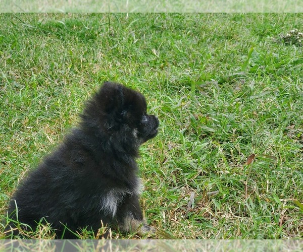 Medium Photo #12 Pomeranian Puppy For Sale in KILLEEN, TX, USA