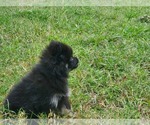 Small Photo #12 Pomeranian Puppy For Sale in KILLEEN, TX, USA