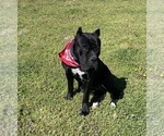 Small Photo #1 Cane Corso Puppy For Sale in TYLER, TX, USA