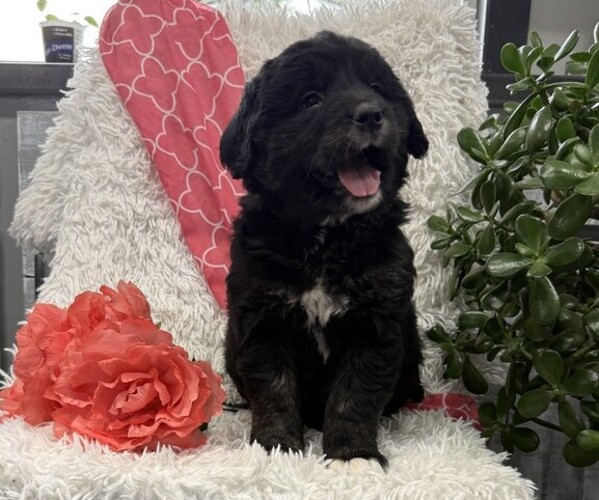 Medium Photo #1 Bernese Mountain Dog Puppy For Sale in THORP, WI, USA