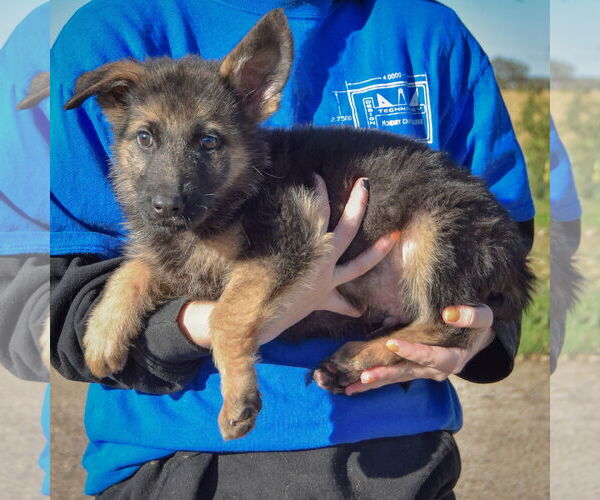 Medium Photo #2 German Shepherd Dog-Unknown Mix Puppy For Sale in Huntley, IL, USA