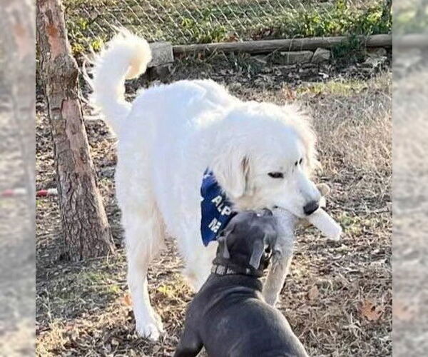 Medium Photo #4 Great Pyrenees Puppy For Sale in Dallas, TX, USA
