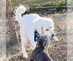 Small #3 Great Pyrenees